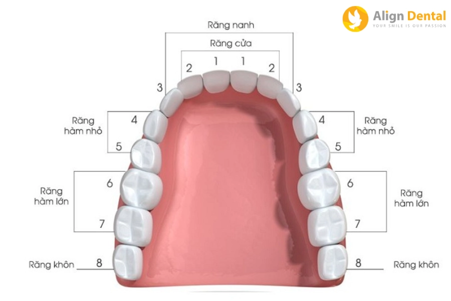 Mất Răng Số 5 Có Niềng Được Không? Hậu Quả Khi Mất Răng Số 5